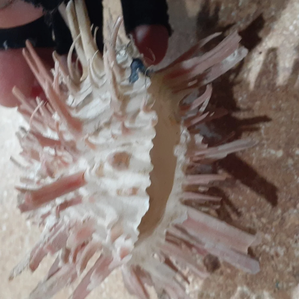 SeaShell - Picture 2 of 4